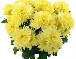 Хризантема Вілмінгтон (Wilmington)купити