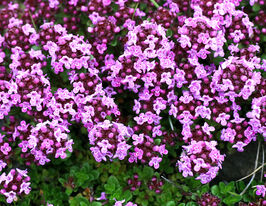 Чебрець повзучий Артікус (Thymus serpyllum)купити