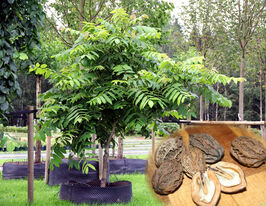 Горіх маньчжурськийкупити