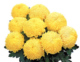 Хризантема Санберри жёлтая (Sunberry Jaune) купить