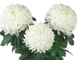 Хризантема Космо Вайт (Cosmo White) купить