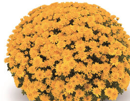 Хризантема Токка Єллоу (Tocca Yellow)купити