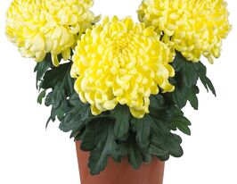 Хризантема Космо Еллоу (Cosmo Yellow) купить