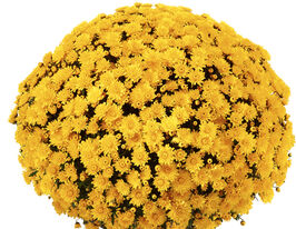 Хризантема Лима Еллоу (Limao Yellow) купить