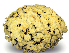 Хризантема Аляска Єллоу (Alaska Yellow)купити