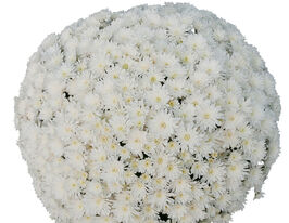 Хризантема Фріго Бланк (Frigo Blanc)купити