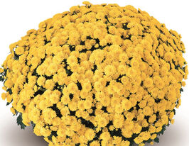 Хризантема Матина Еллоу (Matina Yellow) купить