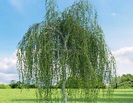 Береза повисла (betula hung)купити