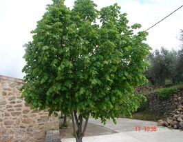 Липа (Tília)купити