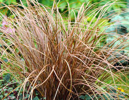 Осока Джгутикова (карекс) Аубурн (Carex Auburn)купити