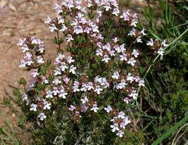 Чебрець звичайний Фредо (Thymus Fredo)купити