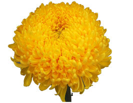 Хризантема Креаміст Санні (Creamish Sunny)купити