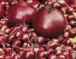 Цибуля Електриккупити