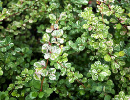 Барбарис Тунберга Келеріс (Kelleris)купити