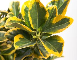 Бруслина японська Ауреомаргіната (Aureomarginatus)купити