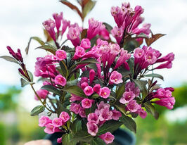 Вейгела квітуча Вікторія (Purpurea Victoria)купити