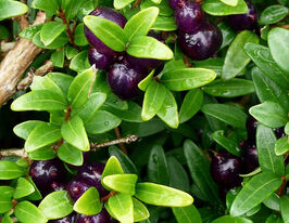 Жимолость шапкова (Lonicera pileata)купити