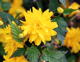 Керрі японська (Kerria japonica)купити