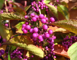 Красивоплодник Бодиньера Профьюжн (Profusion) купить