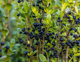 Падуб городчатий Фастигіата (Fastigiata)купити