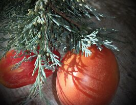 Томат Блакитна ялинкакупити