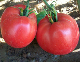 Томат Сердце буйволакупити
