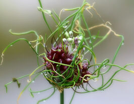 Лук декоративный Виниле Хэер (Vineale Hair) купить