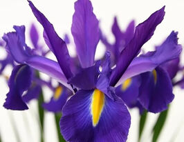 Ірис голландський Діскавері пурпл (Discovery Purple)купити