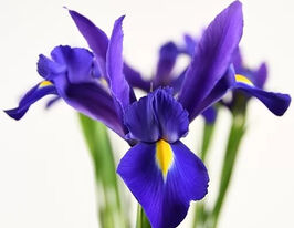 Ірис голландський Європа (Europe)купити