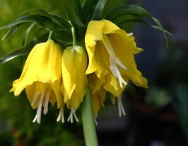 Фритілярія Лютеа (Lutea)купити