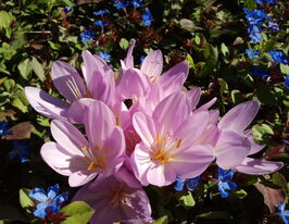 Безвременник византийский (Byzantinum) купить