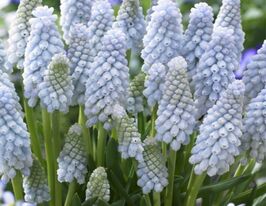 Мускари Бейбиз Бреф (Babys Breath) купить