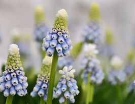 Мускари Оушэн Мэджик (Ocean Magic) купить