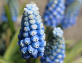 Мускари Пепперминт (Peppermint) купить