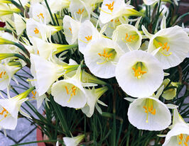 Нарцис криноліновий Арктік Белз (Arctic Bells)купити