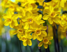 Нарцис Літл Олівер (Little Oliver)купити