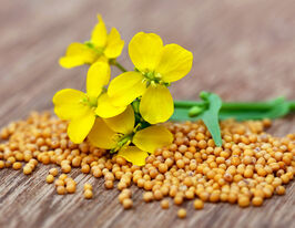 Гірчиця жовта (сидерат)купити