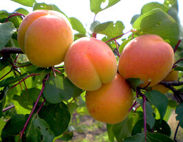 Абрикос Мелитопольский ранний купить