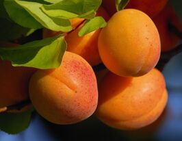 Абрикос Наслаждение купить