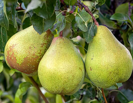 Груша Бере Арданпон купить