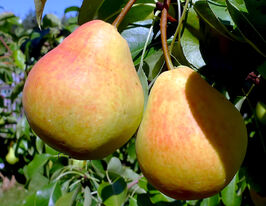 Груша Іллінкакупити