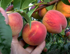 Персик Вулкан Т1 купить