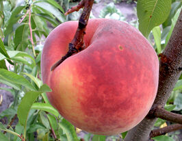 Персик Око Бізонакупити