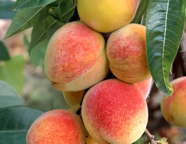 Персик Память Шевченкокупити