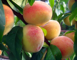 Персик Солнечный купить