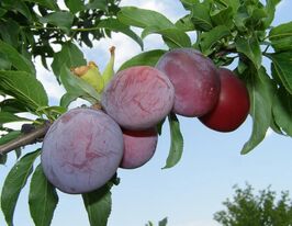 Слива Киргизька Чудовакупити