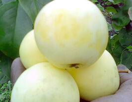 Яблоня колоновидная Белоснежка купить