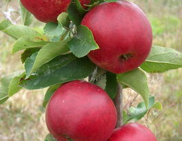 Яблоня колоновидная Райка купить