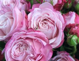 Роза Леди Бомбастик (Lady Bombastic) купить