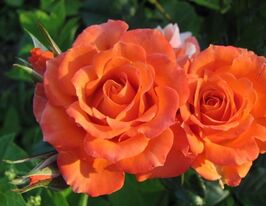 Троянда бордюрна Оранж Мейландіна (Orange Meillandina)купити